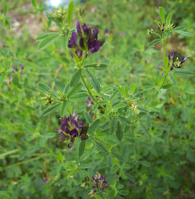 Image of Medicago &times; varia specimen.