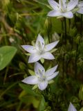 Lomatogonium carinthiacum