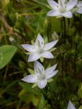 Lomatogonium carinthiacum. Цветки. Кабардино-Балкария, Зольский р-н, долина Джилы-Су. 27.07.2012.