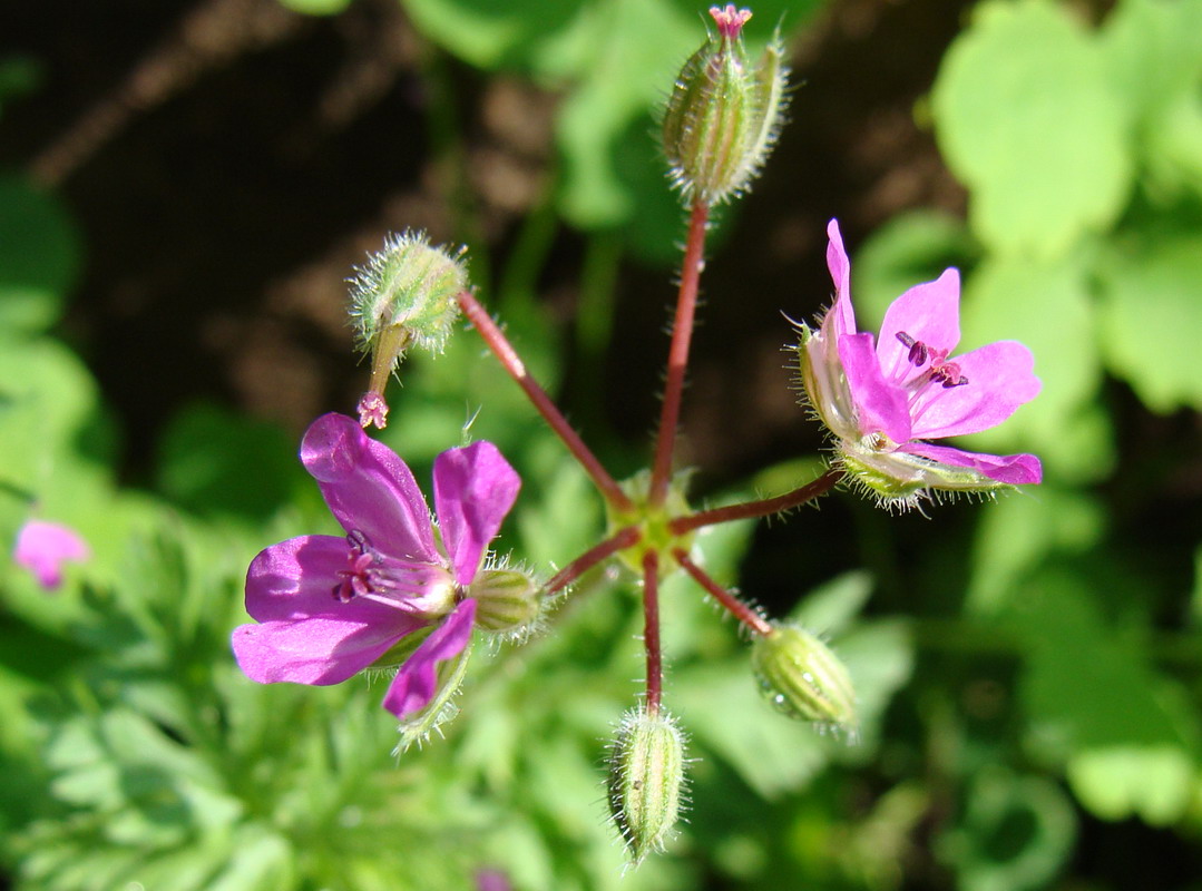 Изображение особи Erodium cicutarium.