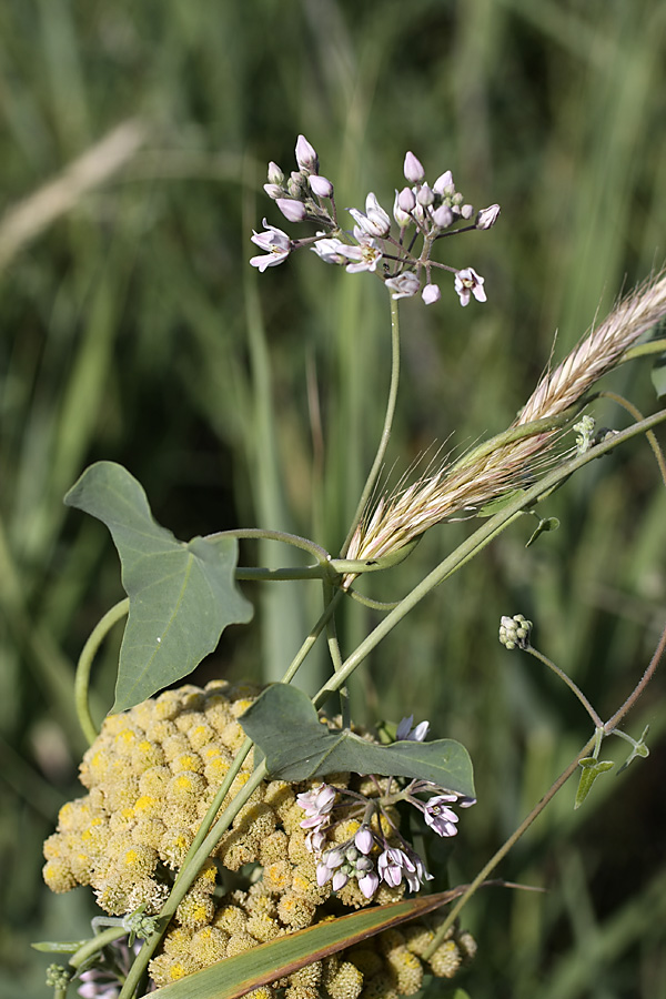 Image of Cynanchum sibiricum specimen.