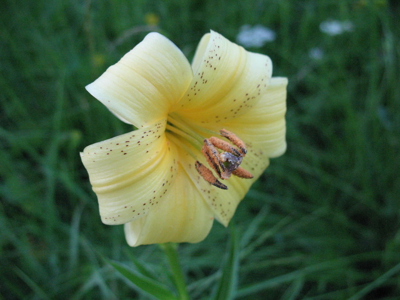 Изображение особи Lilium kesselringianum.