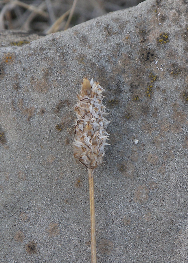Изображение особи Plantago minuta.