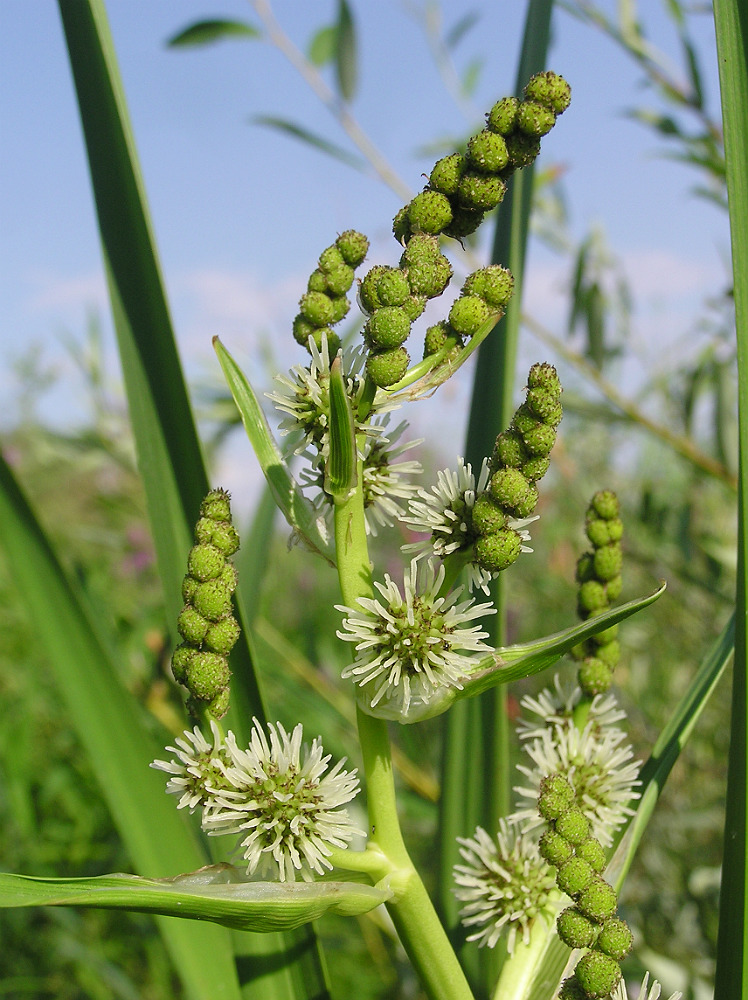 Изображение особи Sparganium erectum.