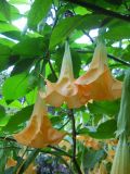 Brugmansia suaveolens. Цветки. Южный берег Крыма, Никитский ботанический сад. 7 ноября 2012 г.