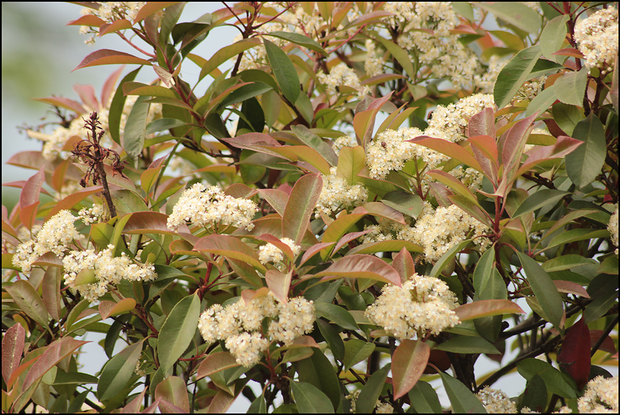 Image of Photinia × fraseri specimen.