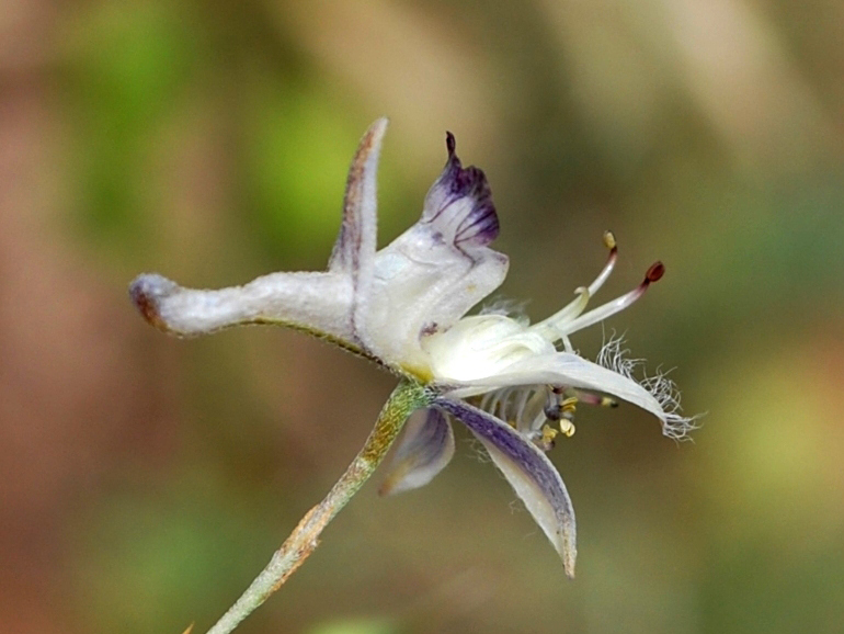 Изображение особи Delphinium barbatum.