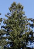 Sequoia sempervirens