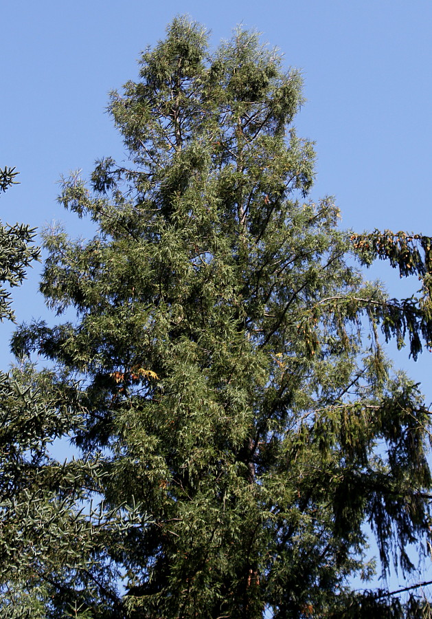 Image of Sequoia sempervirens specimen.