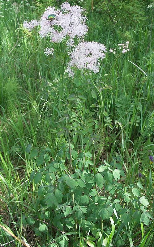 Image of Thalictrum aquilegiifolium specimen.