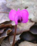 Cyclamen coum. Цветок. Israel, Upper Galilee, Mount Meiron. 31.01.2006.