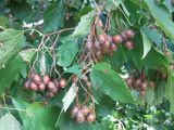 Sorbus torminalis