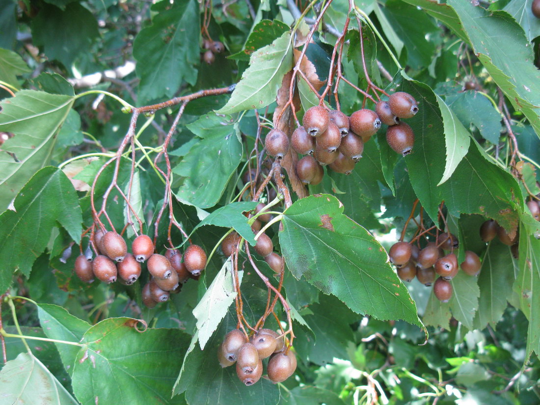 Image of Sorbus torminalis specimen.