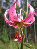 Lilium pilosiusculum
