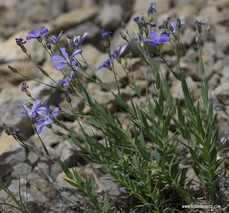 Изображение особи Linum nervosum.