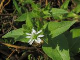 Myosoton aquaticum. Верхушка цветущего растения. Татарстан, г. Бавлы. 06.07.2012.