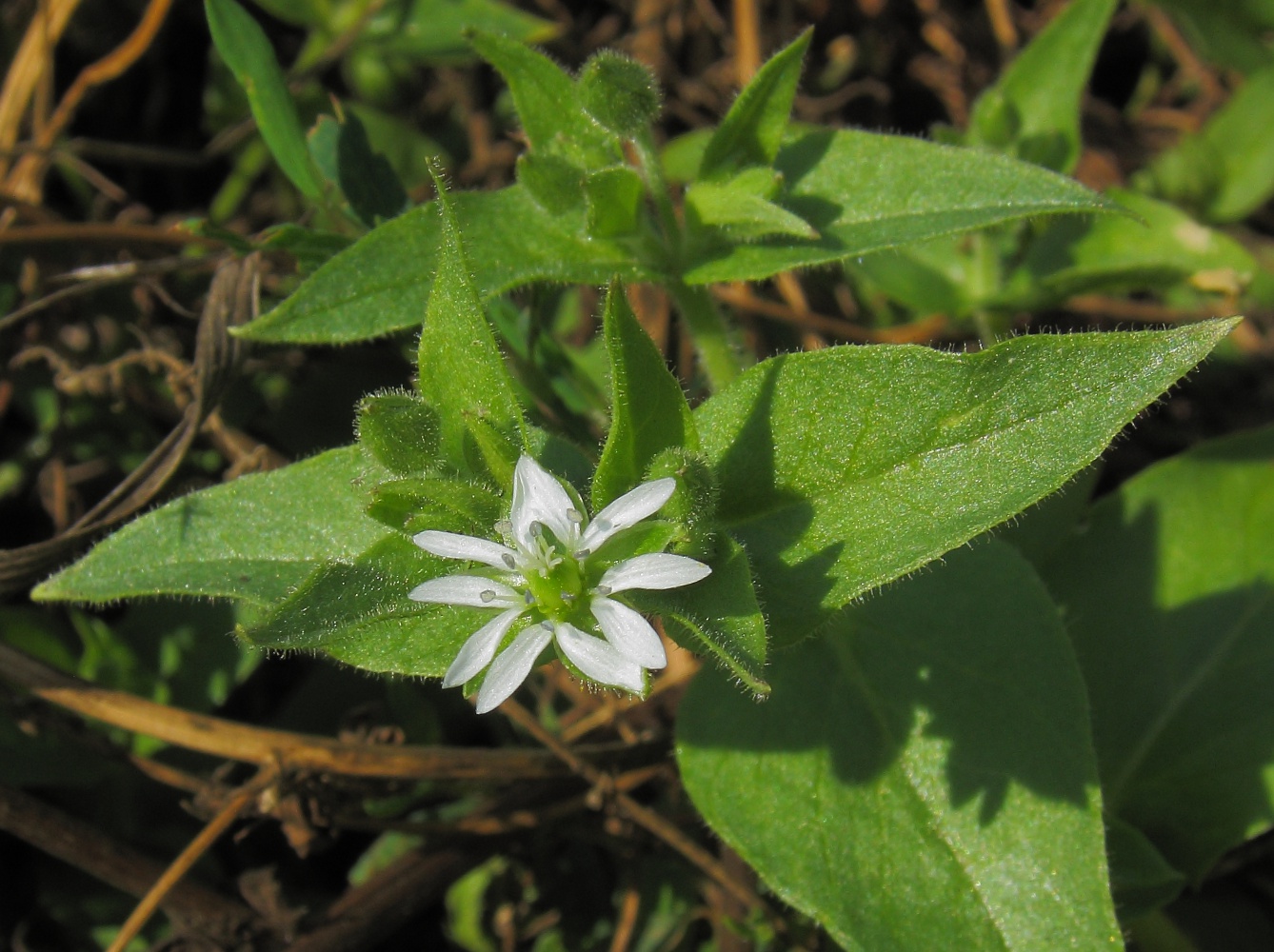 Изображение особи Myosoton aquaticum.