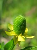 Ranunculus sceleratus. Цветок. Украина, г. Запорожье, пос. Солнечный, берег ручья. 18.05.2011.