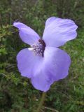 Meconopsis sinomaculata