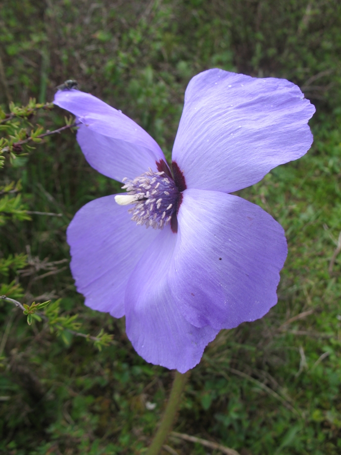 Изображение особи Meconopsis sinomaculata.