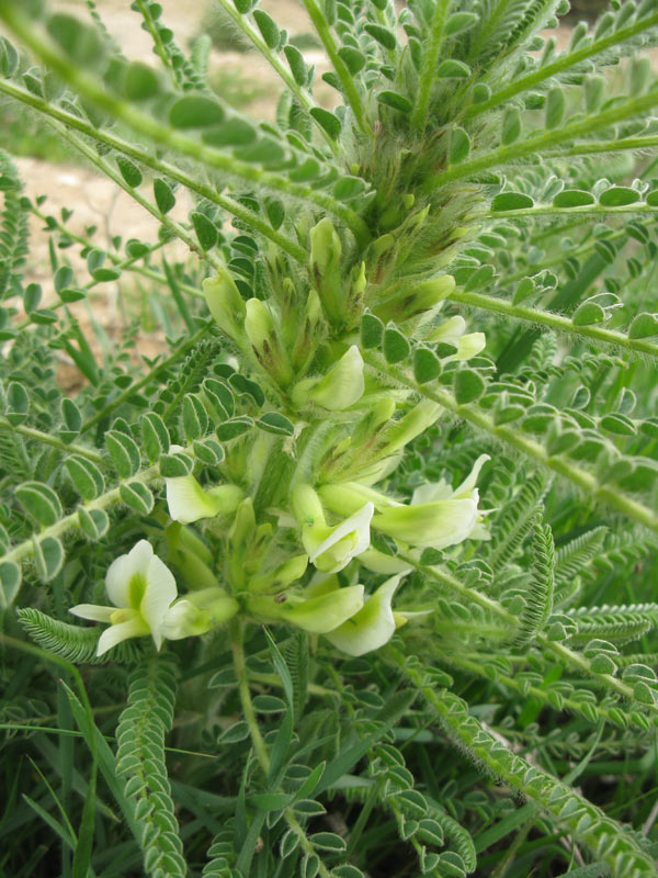 Изображение особи Astragalus aleppicus.