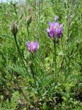 Astragalus onobrychis