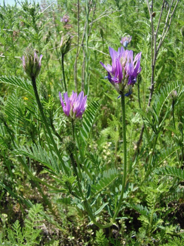 Image of Astragalus onobrychis specimen.