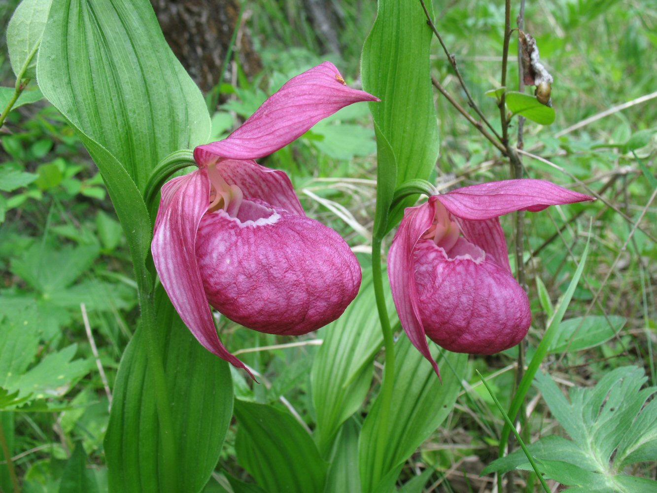 Image of Cypripedium macranthos specimen.
