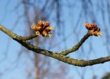 Acer saccharinum