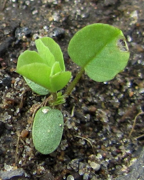 Изображение особи Trifolium spadiceum.