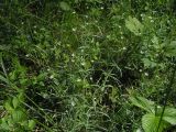 Stellaria hebecalyx