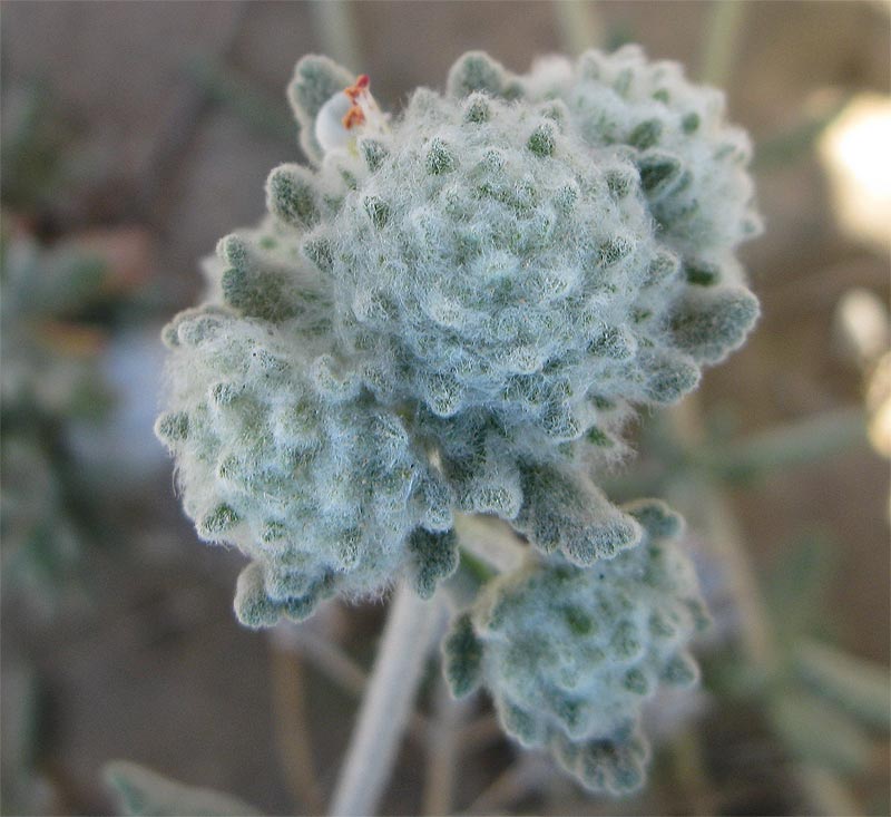 Изображение особи Teucrium capitatum.