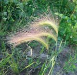 Hordeum jubatum