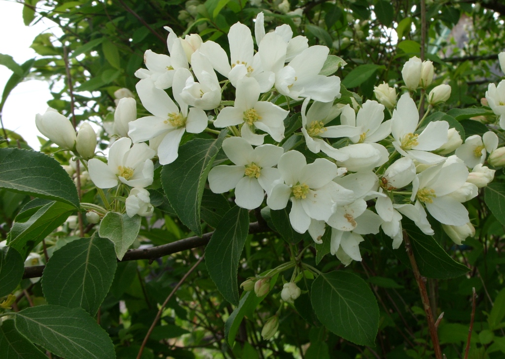 Image of Malus mandshurica specimen.