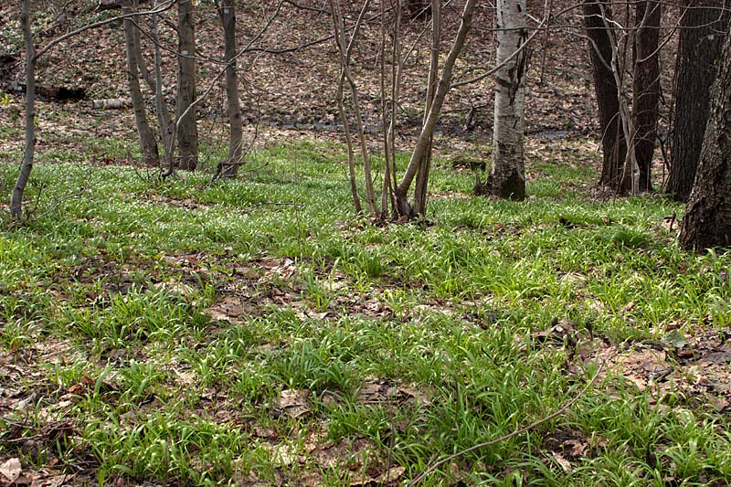 Image of Allium paradoxum specimen.