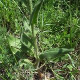 Hesperis tristis