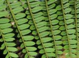 Peltophorum dubium