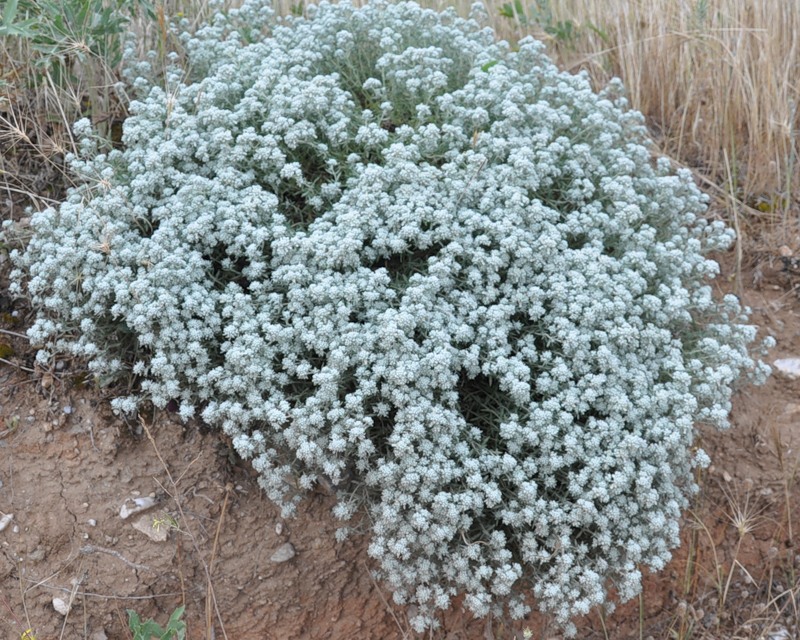 Изображение особи Teucrium capitatum.