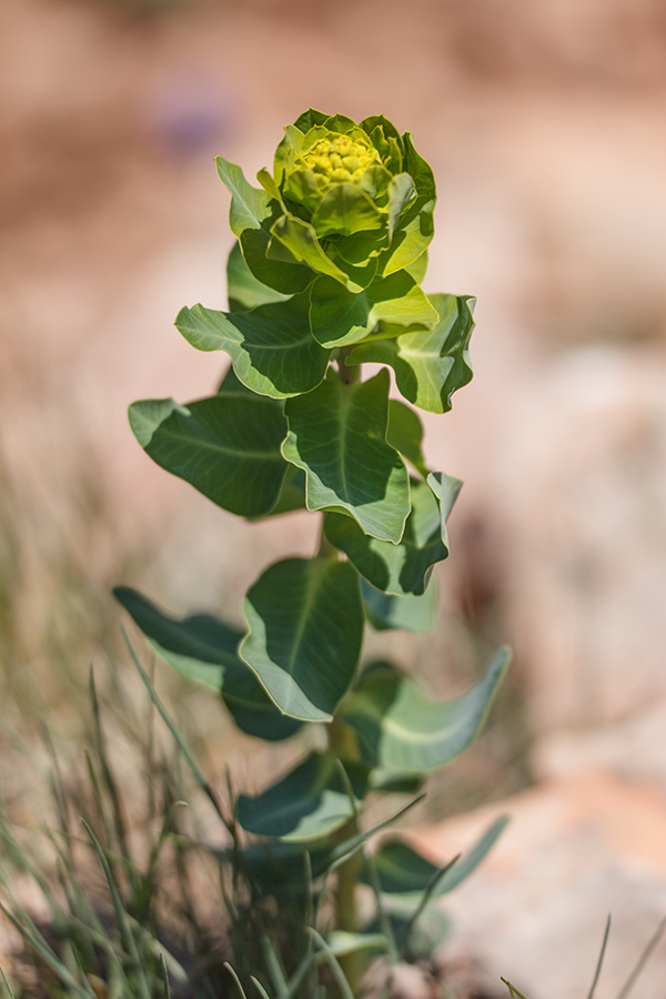 Изображение особи род Euphorbia.