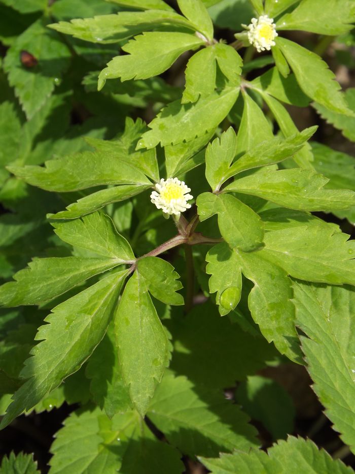 Image of Anemone reflexa specimen.