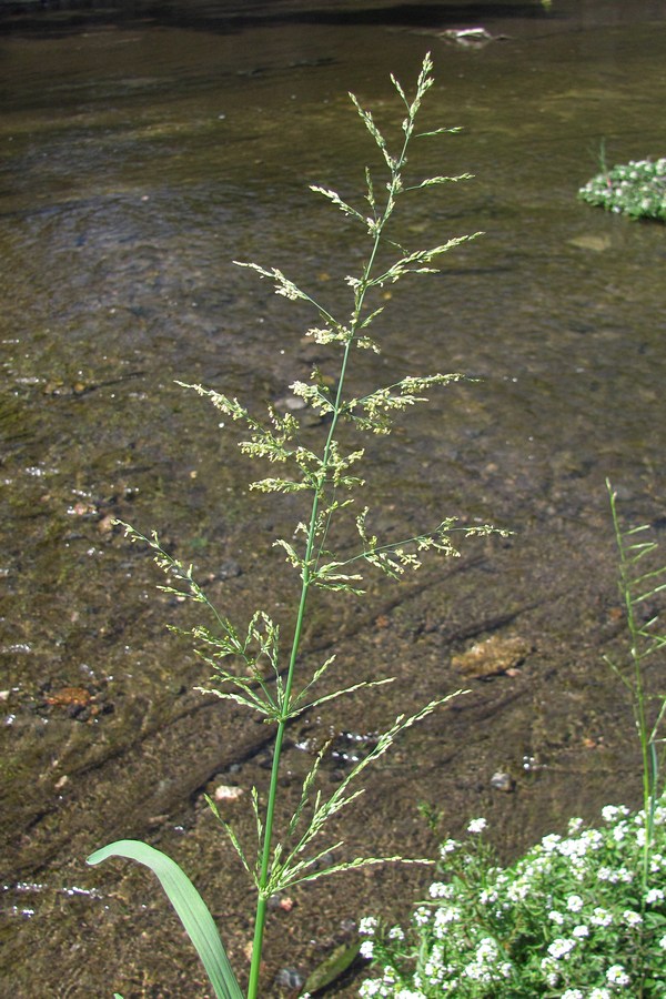 Image of Catabrosa aquatica specimen.