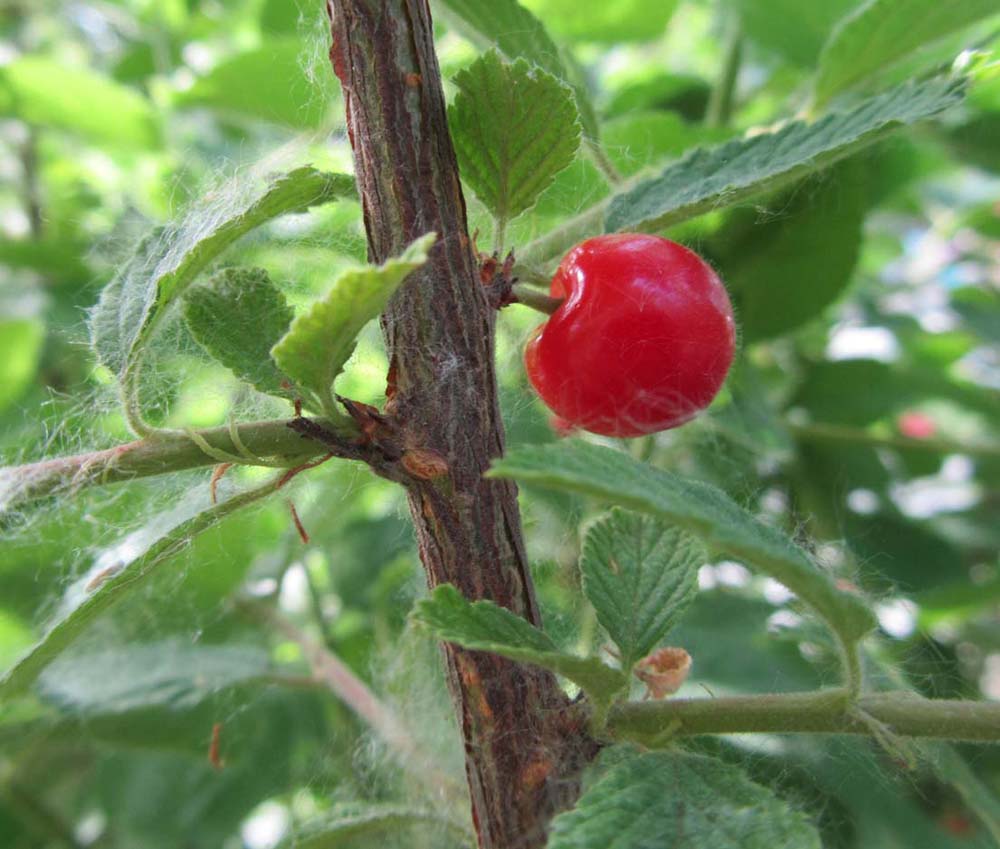 Изображение особи Cerasus tomentosa.