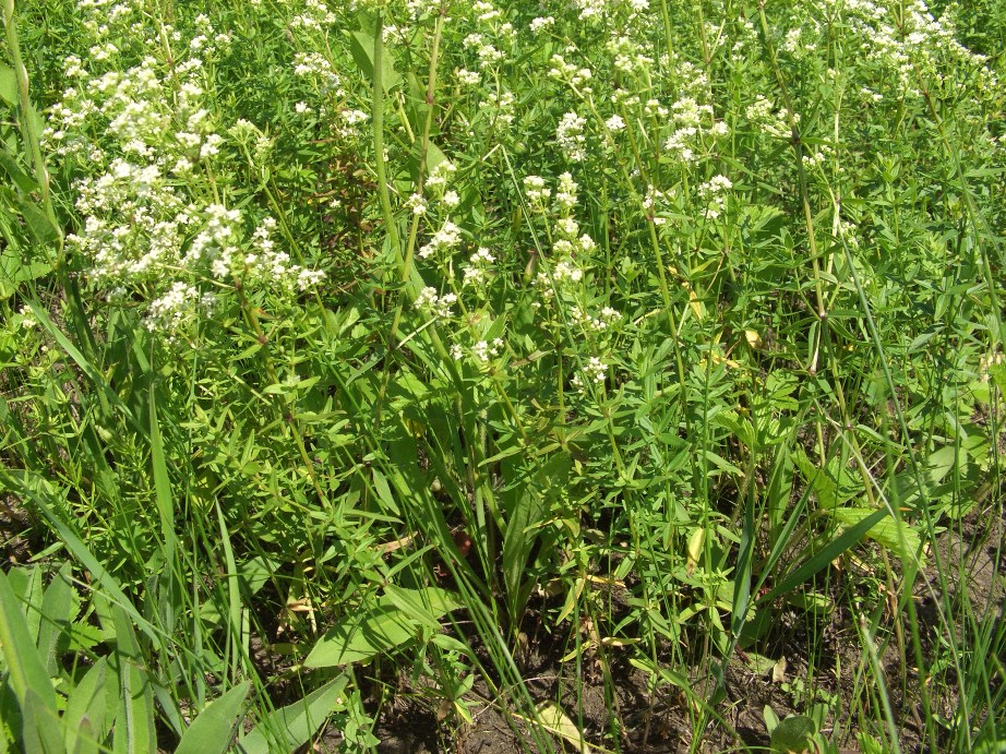 Image of Galium boreale specimen.