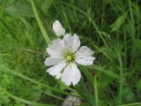Cerastium maximum. Цветок. Новосибирская обл., Искитимский р-н, Бердские скалы, берег реки. 18 июня 2013 г.