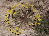 Anthemis monantha