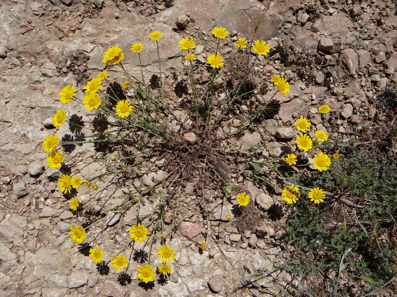 Изображение особи Anthemis monantha.