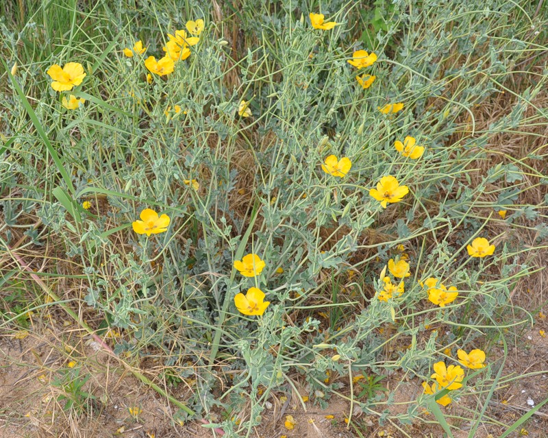 Изображение особи Glaucium flavum.