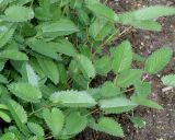 Sanguisorba canadensis