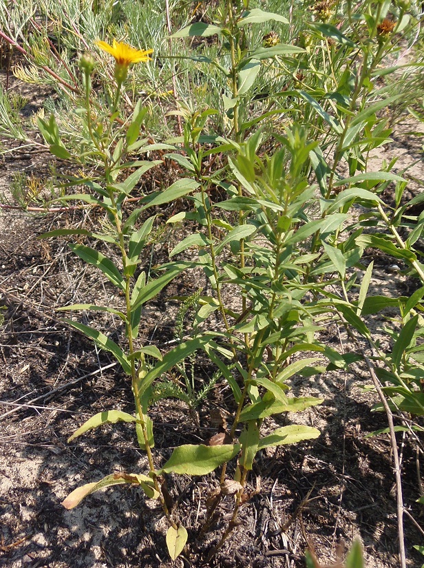 Изображение особи Inula salicina.