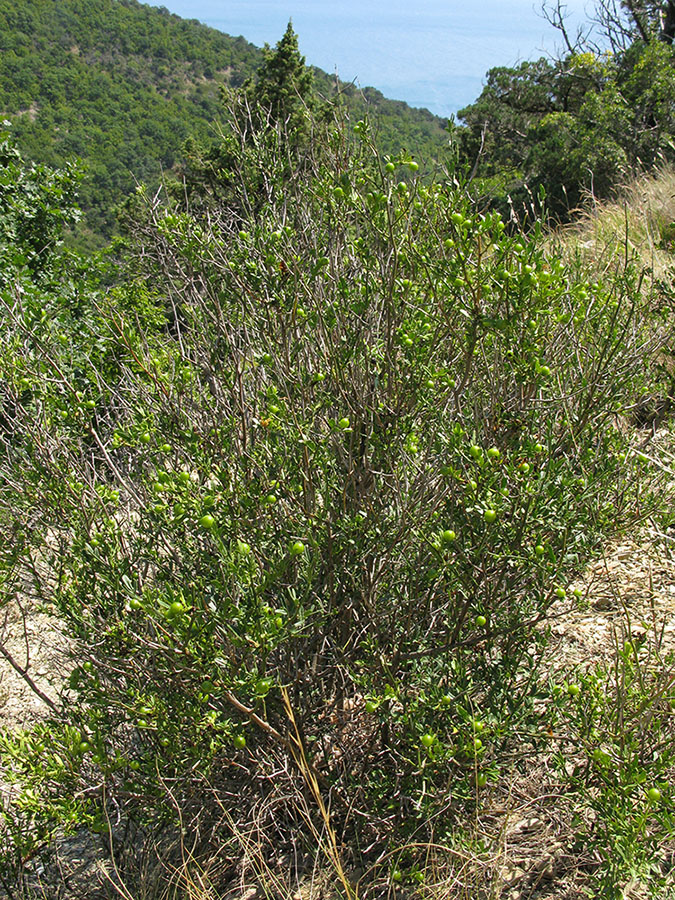 Изображение особи Jasminum fruticans.